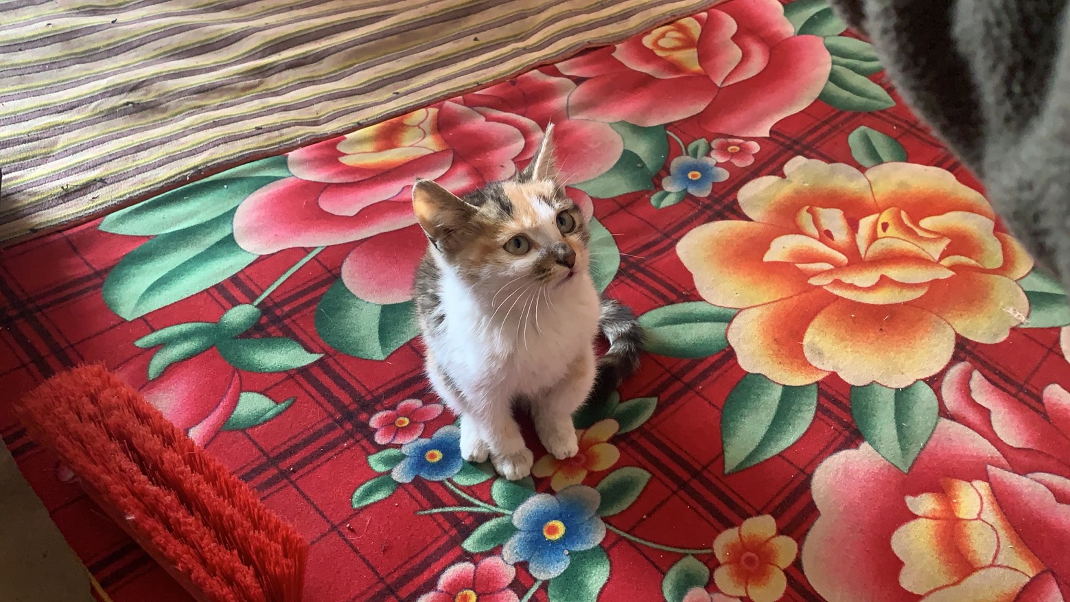 猫与羊羔插图